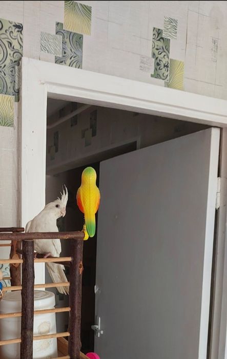 Корела белая девочка