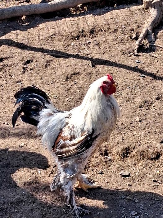 Cocos Brahma 2025