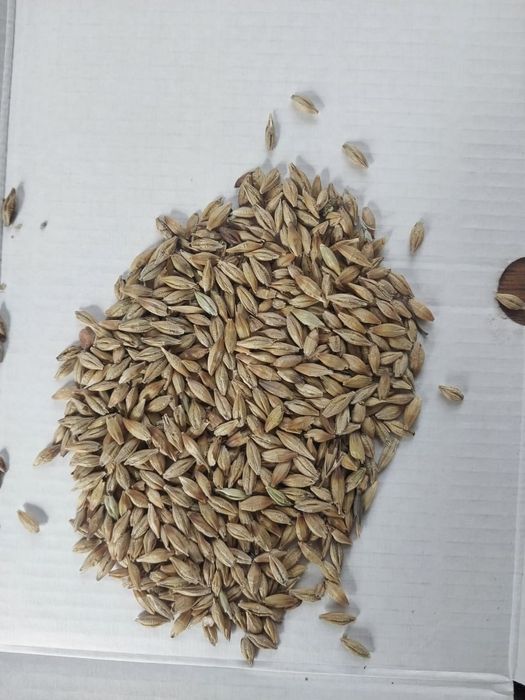 Соя.Платный чат! Все корма.