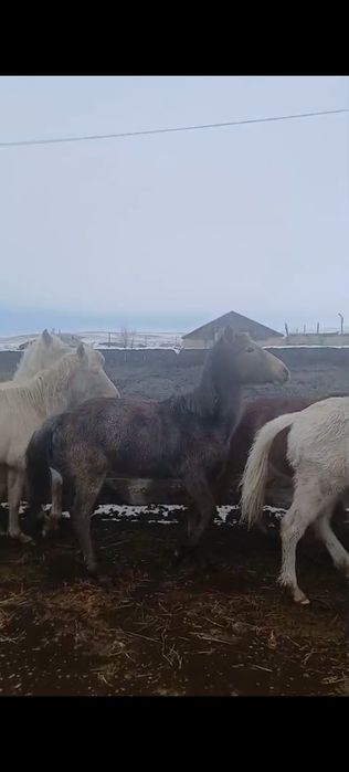 Тай годовички лошади