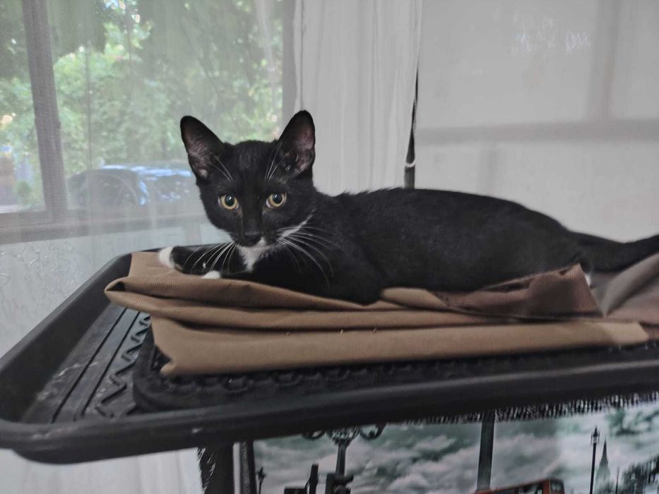 Dau spre adopție motanei