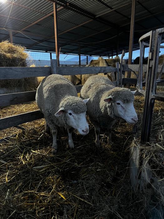 Berbeci ile de france