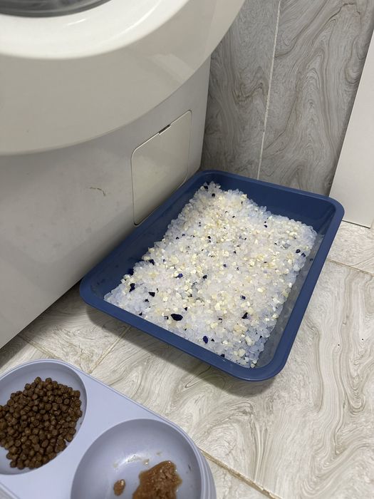 Котенок вислоухий