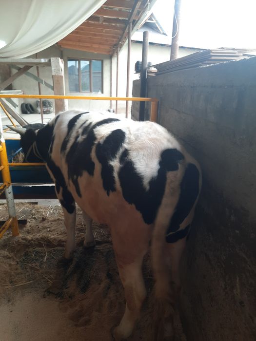 Быки проды ангус и местные