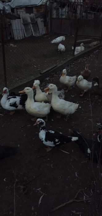 Vând rate mute și gălăgioase