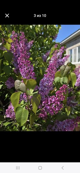 Сирень в продаже