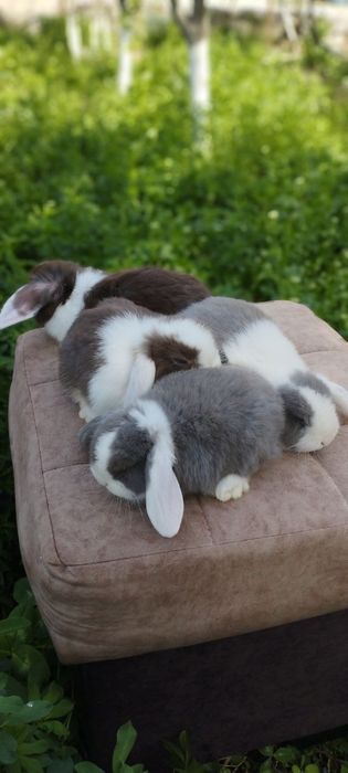 Karlik quyonchalar sotuvda 100 mindan