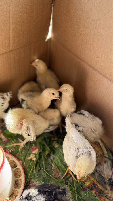 Продам цыплят куропатчатой брамы