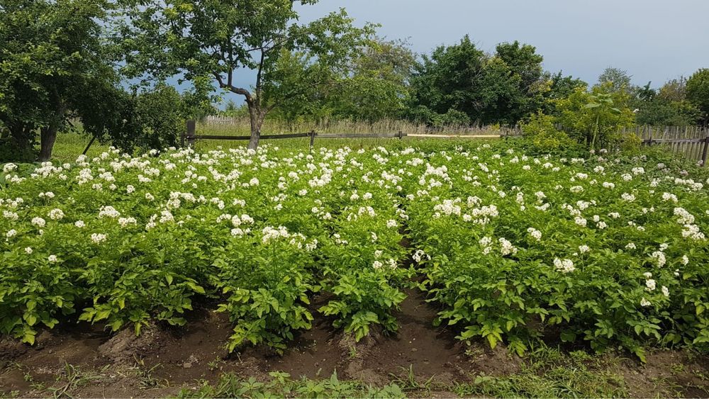 Сррчно продаю дачу в обществе Черемушки