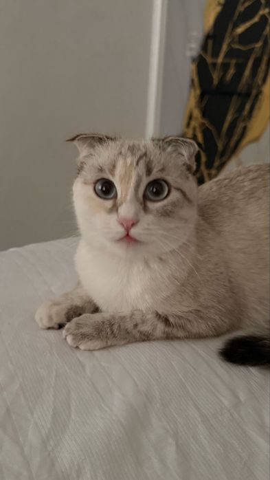 Scottish Fold collor point