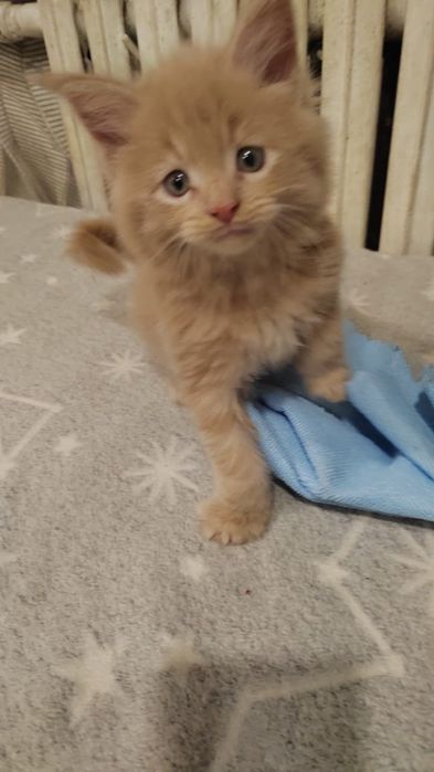 Котята Мейн куны