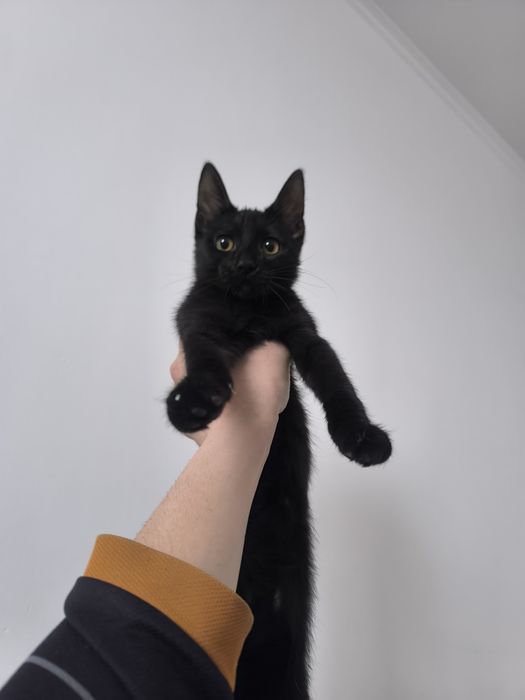 Отдам даром котёнка