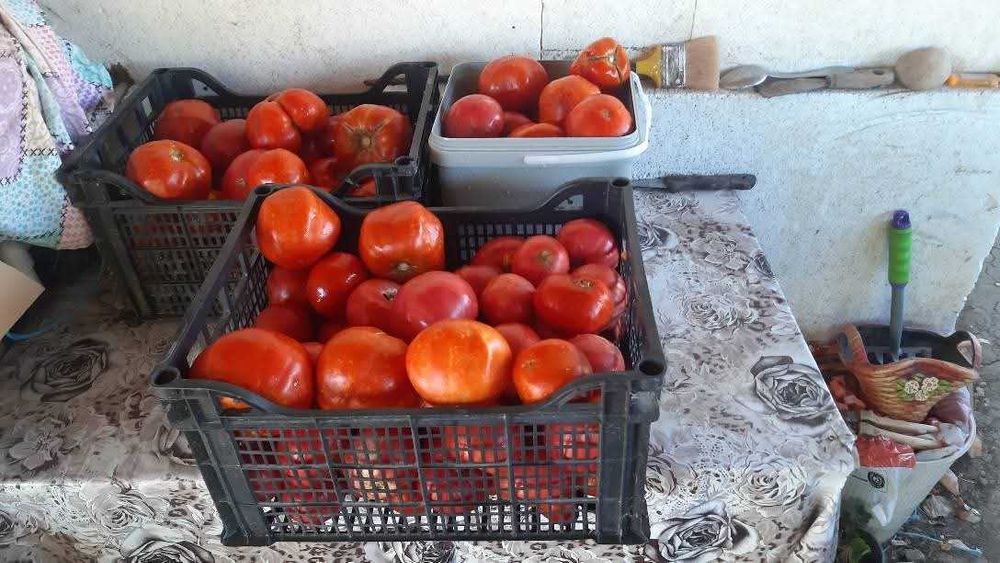 Разсад домат български сортове