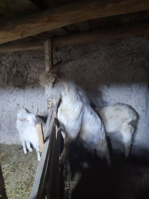 Казел молочной породы 12 месяцев ему