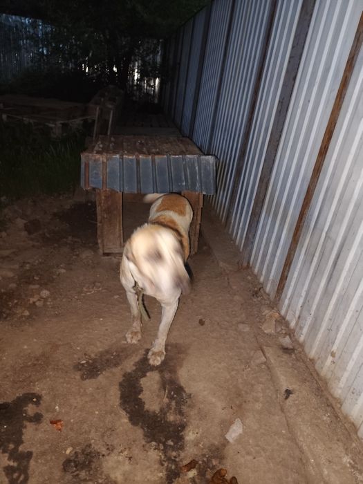 Продам собак породы алабай