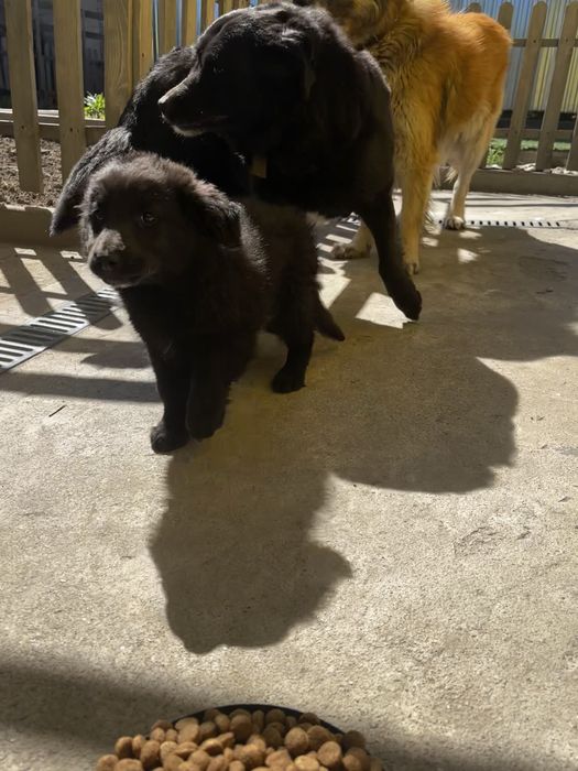 Продам щенка мальчика добрым людям