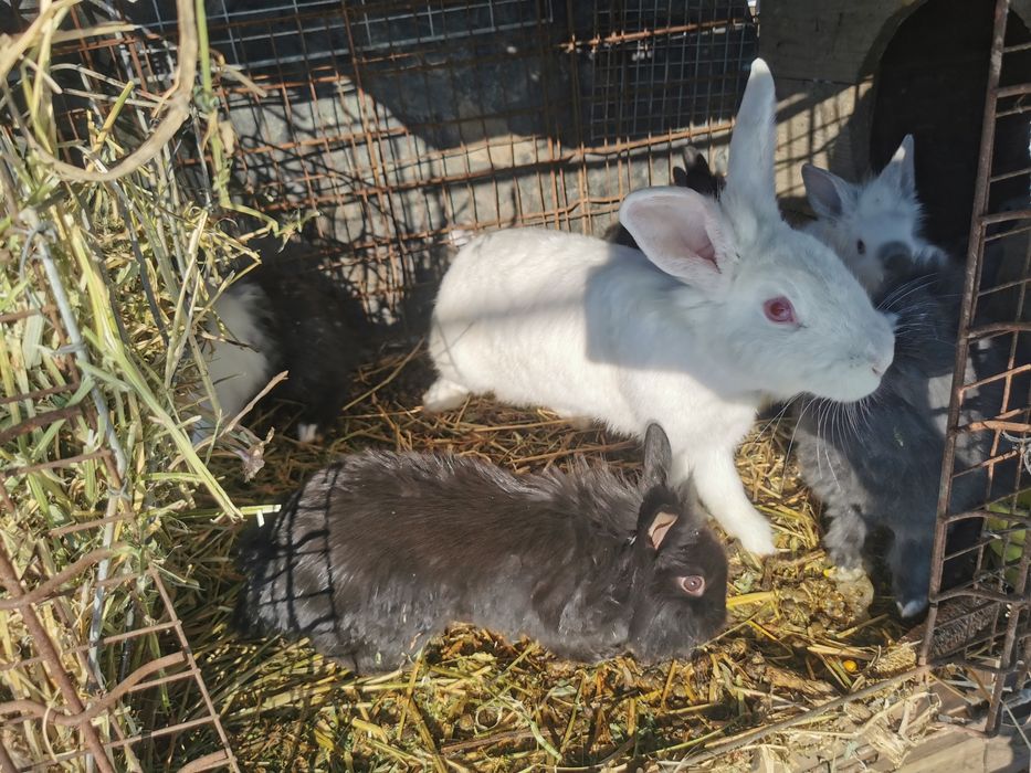 Iepurași Cap de Leu