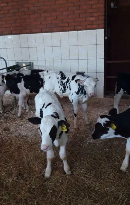 Телята бычки и телочки