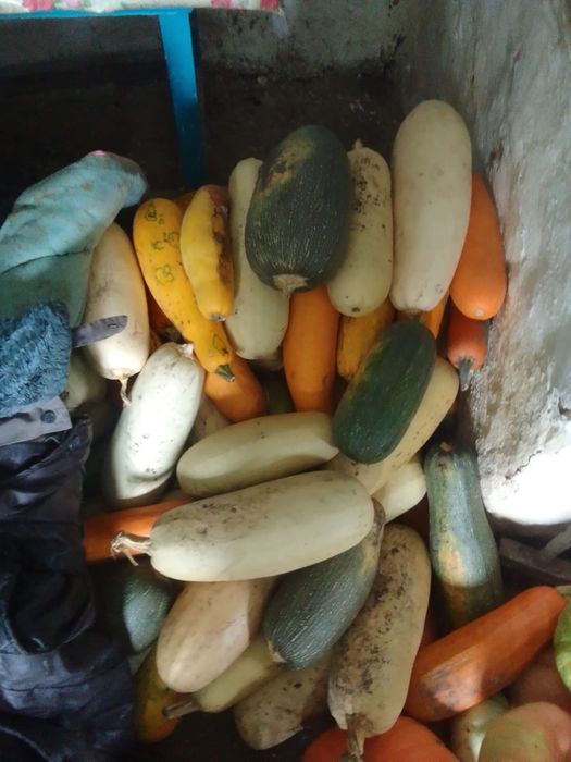 продам тыквы и кабачки урожай 26года