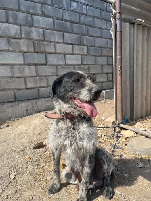 продаю курцхар рабочи