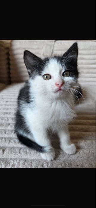 Котята бесплатно