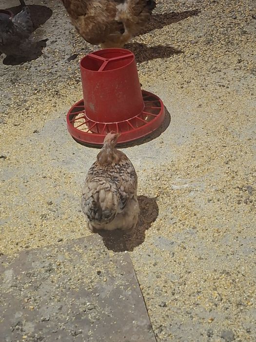 De vanzare gaini cochinchina si pitice