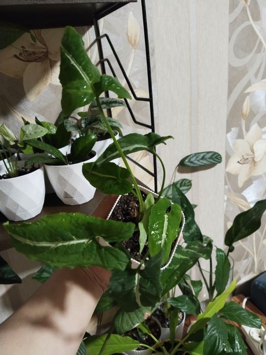 Распродаю  комнатные цветы