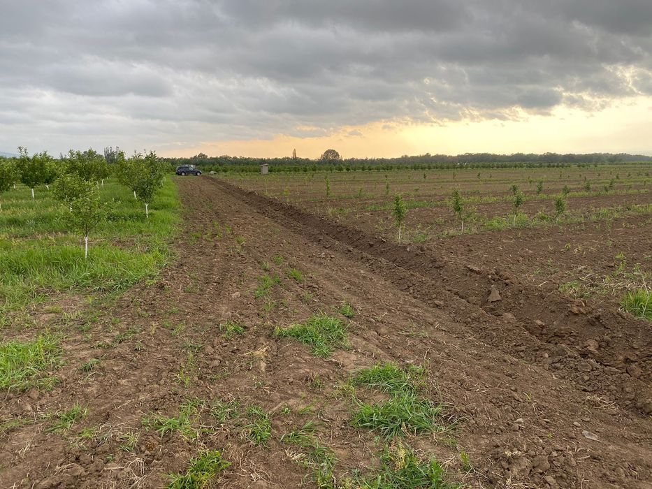 Продам яблоневый сад