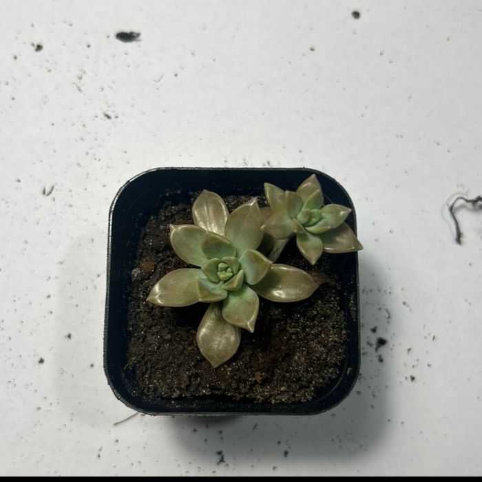 сукуленты, от 700 тенге