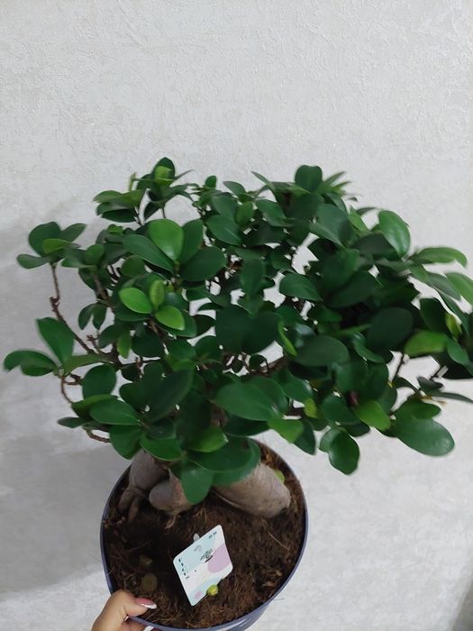 Бонсай дерево миллионера