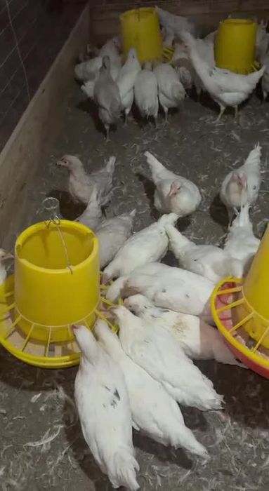 Loman sendi tuxum yoʻnnalishidagi tovuqlar sotiladi oq firma tovuqlari