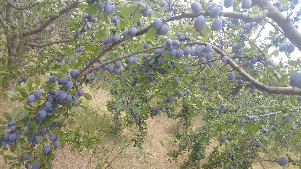 Продавам готови узрели