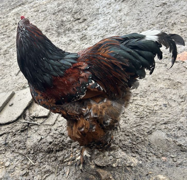 Schimb cocos Brahma cu alt cocos