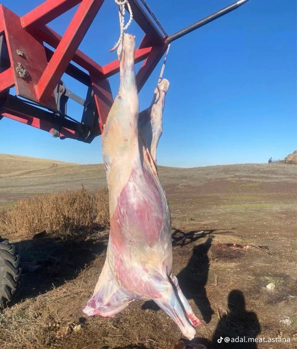 Конина оптом по 3500 тг/кг