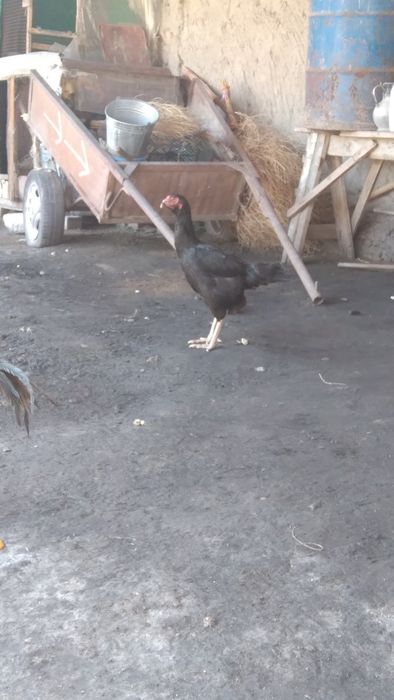 Kurk dakan tovuq sotiladi