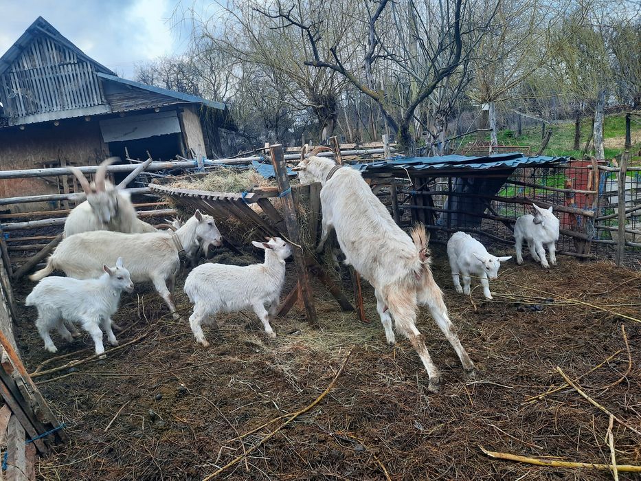 vând capre saanen cu iezi