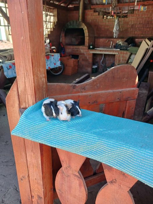 Pui de porcușori de Guineea frezati si cu parul drept