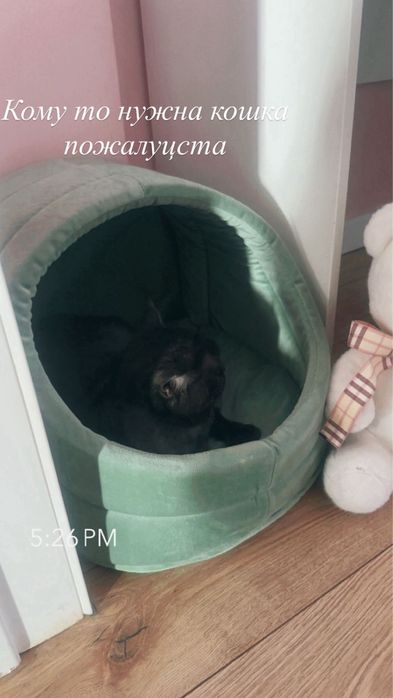 Кошка скотиш страйт