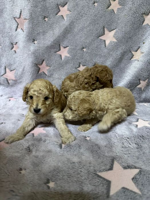 Продам щенков пуделя