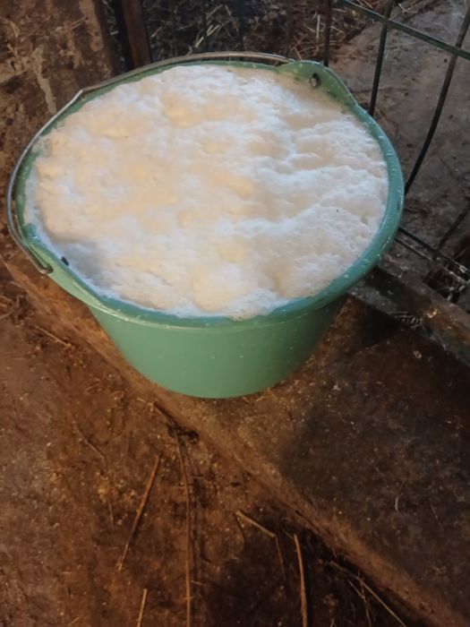 Vacă cu vițel bună de lapte