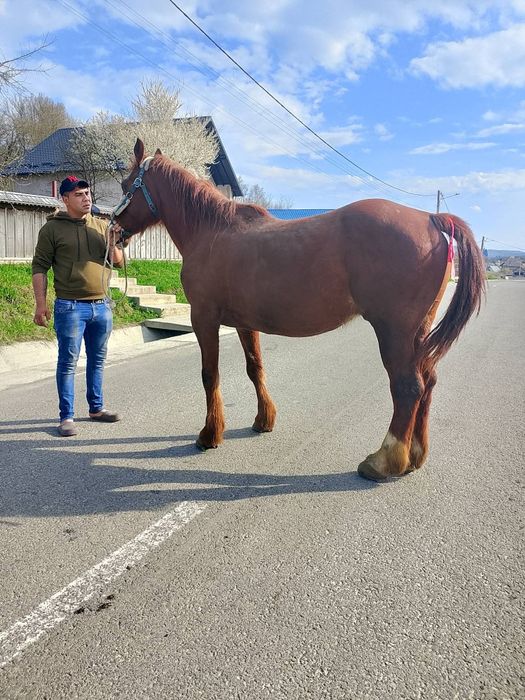 Vând cal 0749922446