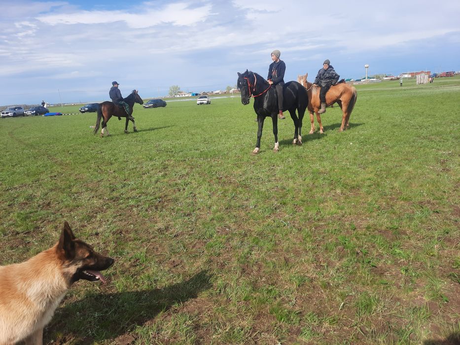 ЧК лошади аттар.