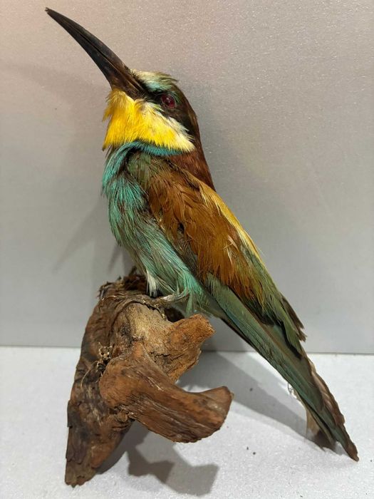 Animale inpaiate ,taxidermie