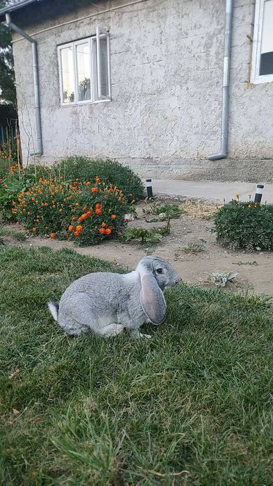 Animale de creștere