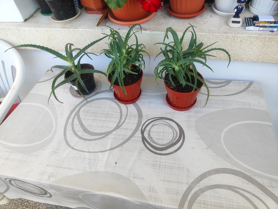 Алое Вера лечебно