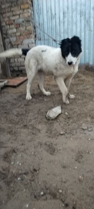 Сатам жағдай жақсы