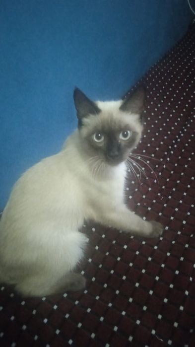 Отдам в добрые руки котенка