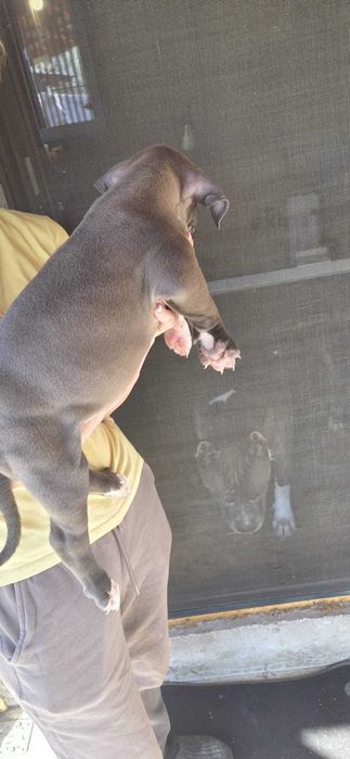 American bully xl