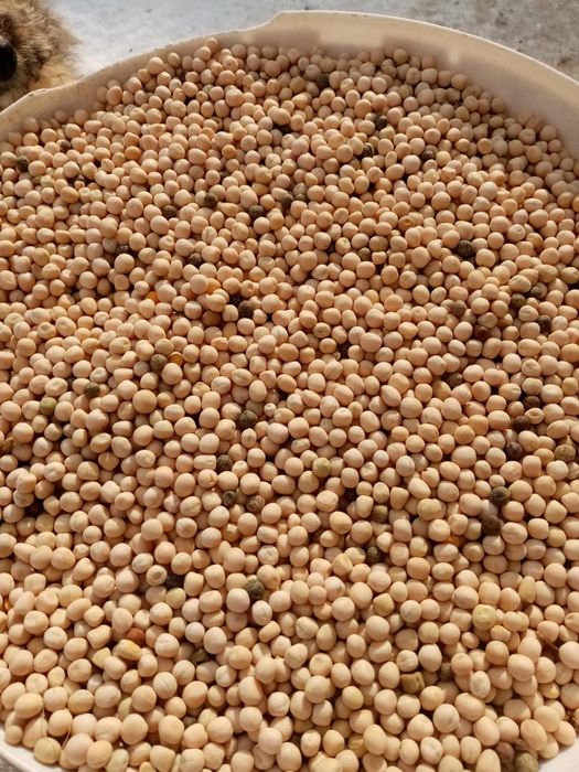 Vând mazăre furajera, bună pentru semanat