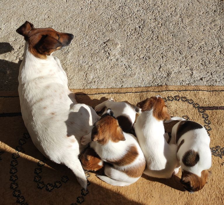 Фокстериери за продажба